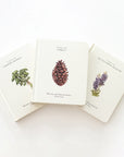 Our Little Adventures: Stories Featuring Foundational Language Concepts For Growing Minds